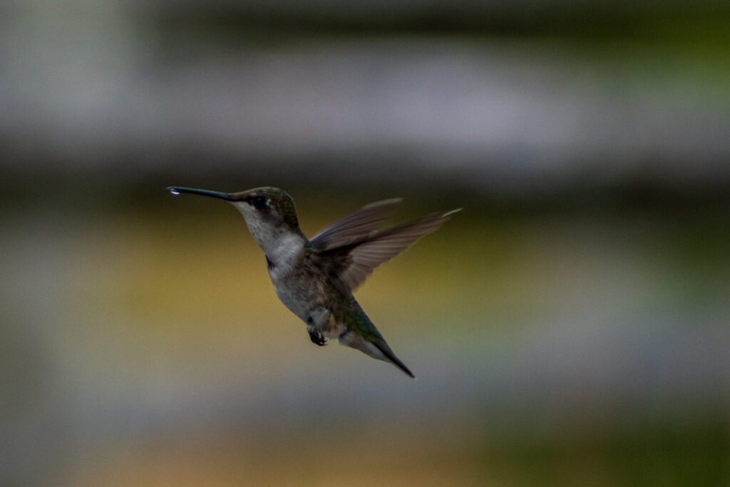 Hummingbird